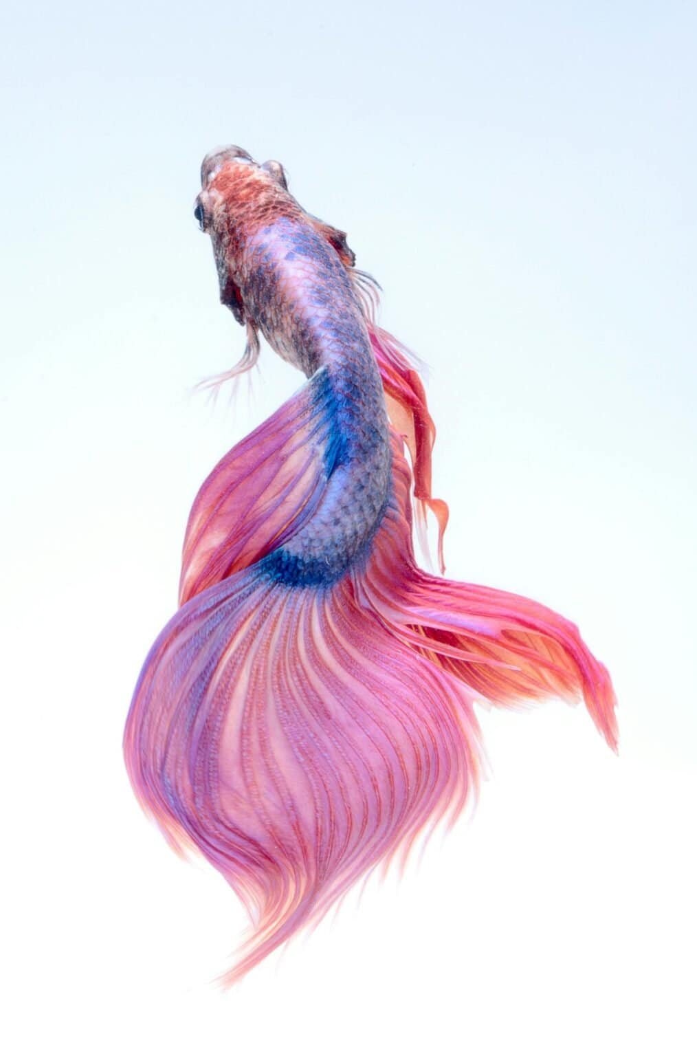 Best Pet Fish For Kids A Beginner s Guide 2025 best-pet-fish-for-kids-a-beginner-s-guide-2025