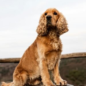 training your dog to shed hunt