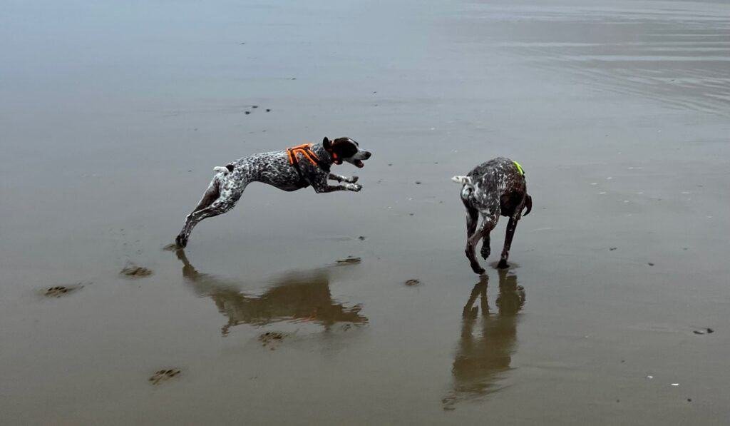 training your dog to shed hunt