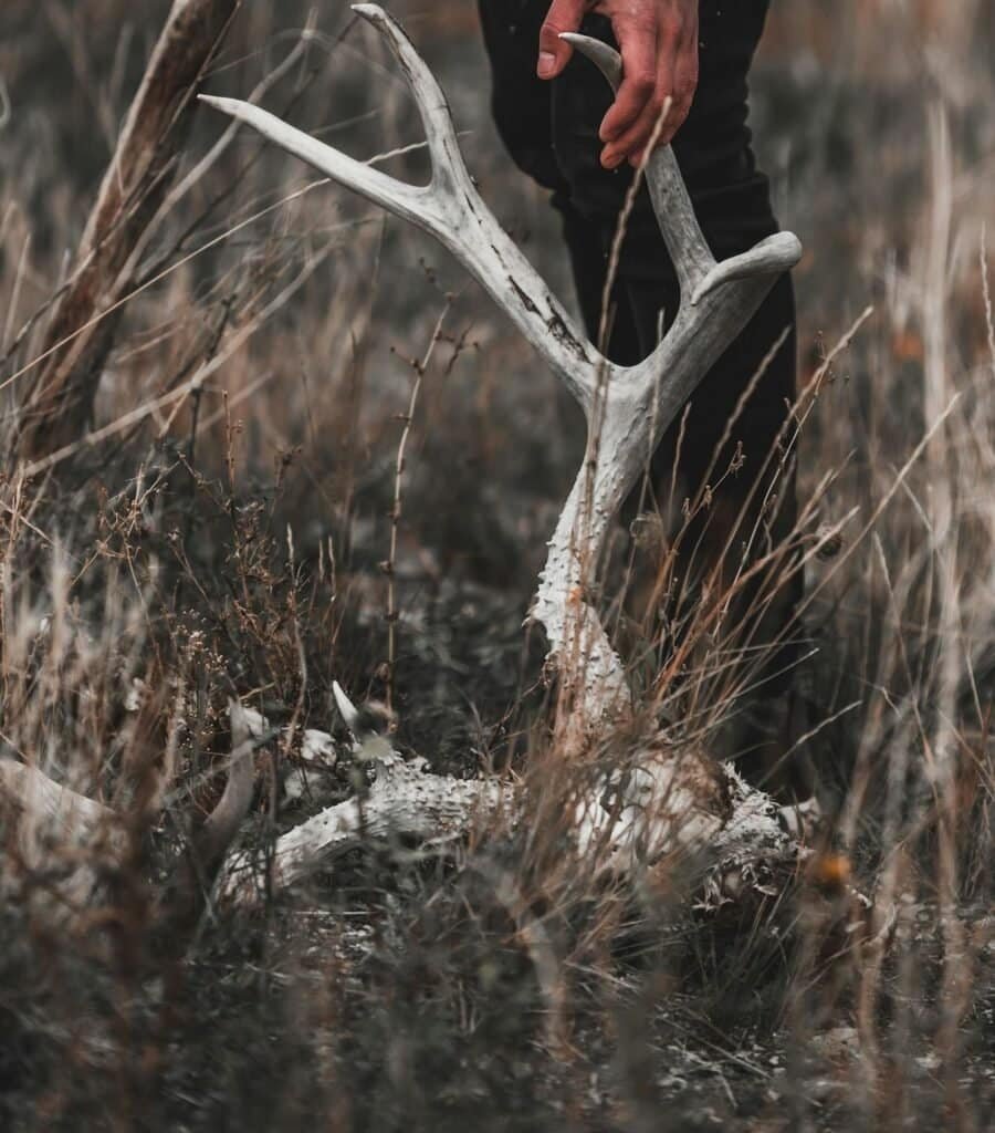 training your dog to shed hunt