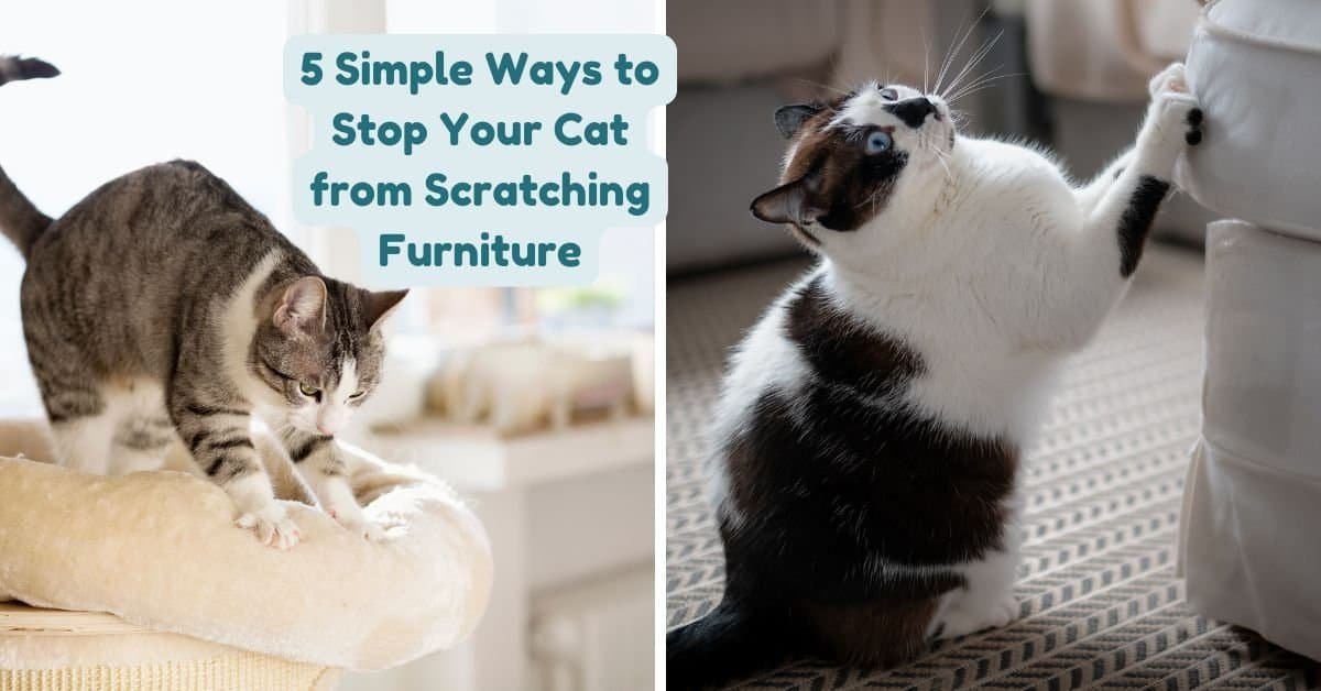 stop your cat from scratching furniture