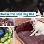 How to Choose the Best Dog Bed