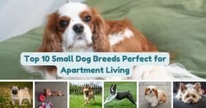 Top 10 small dog breeds perfect for apartment living