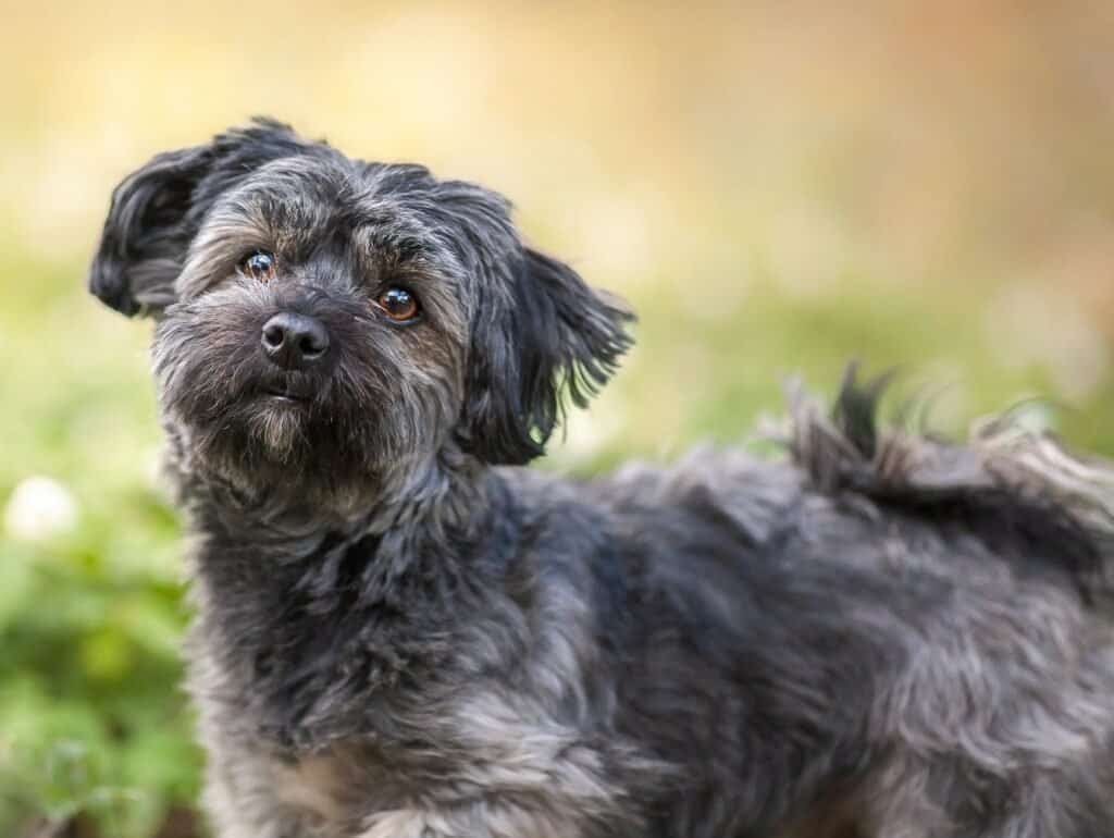Top 10 Small Dog Breeds Perfect for Apartment Living