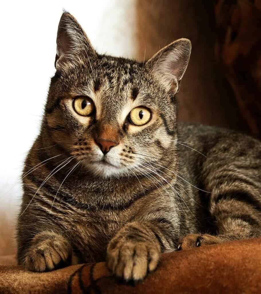 Stop Your Cat from Scratching Furniture
