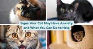 signs your cat may have anxiety