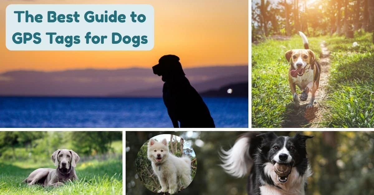 Best Guide to GPS Tags for dogs
