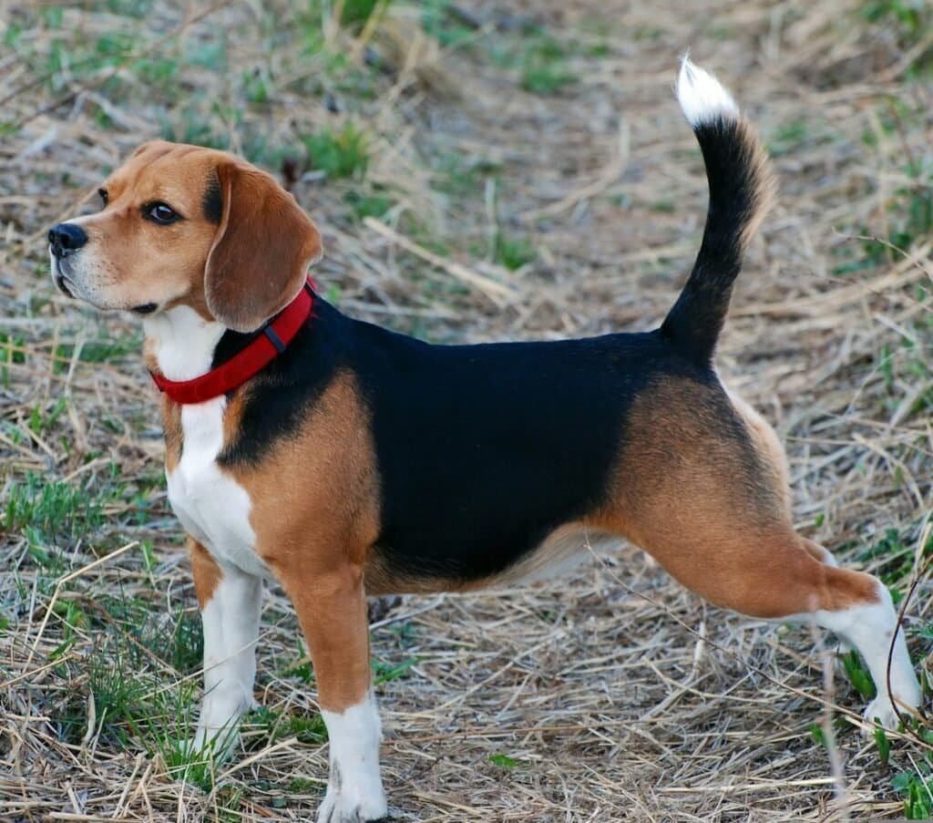 how to make nutritional dog food at home, beagle