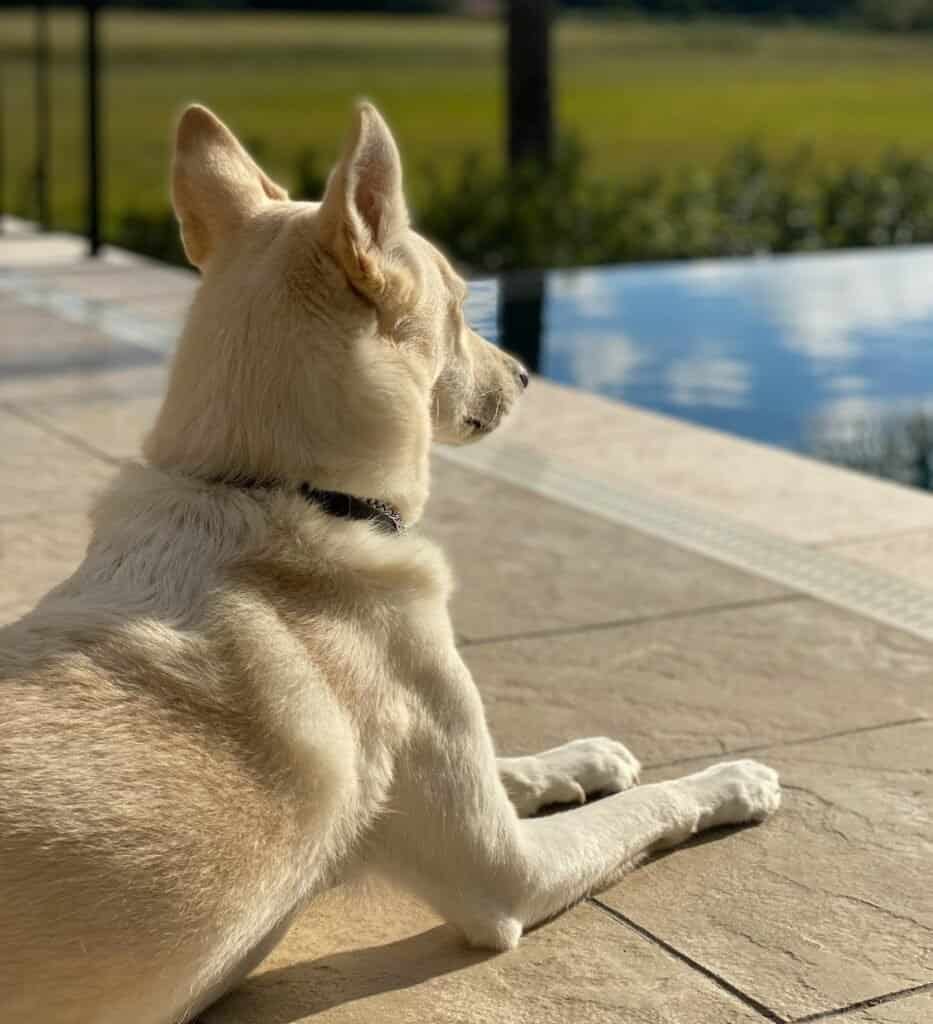 Best Guide to GPS Tags for Dogs