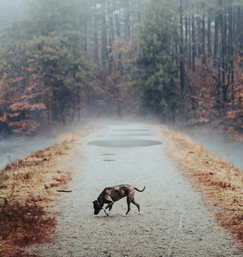 Best Guide to GPS Tags for Dogs