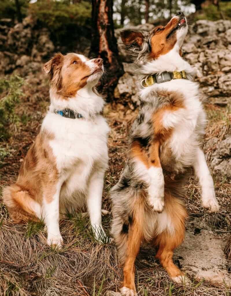 Best Guide to GPS Tags for Dogs