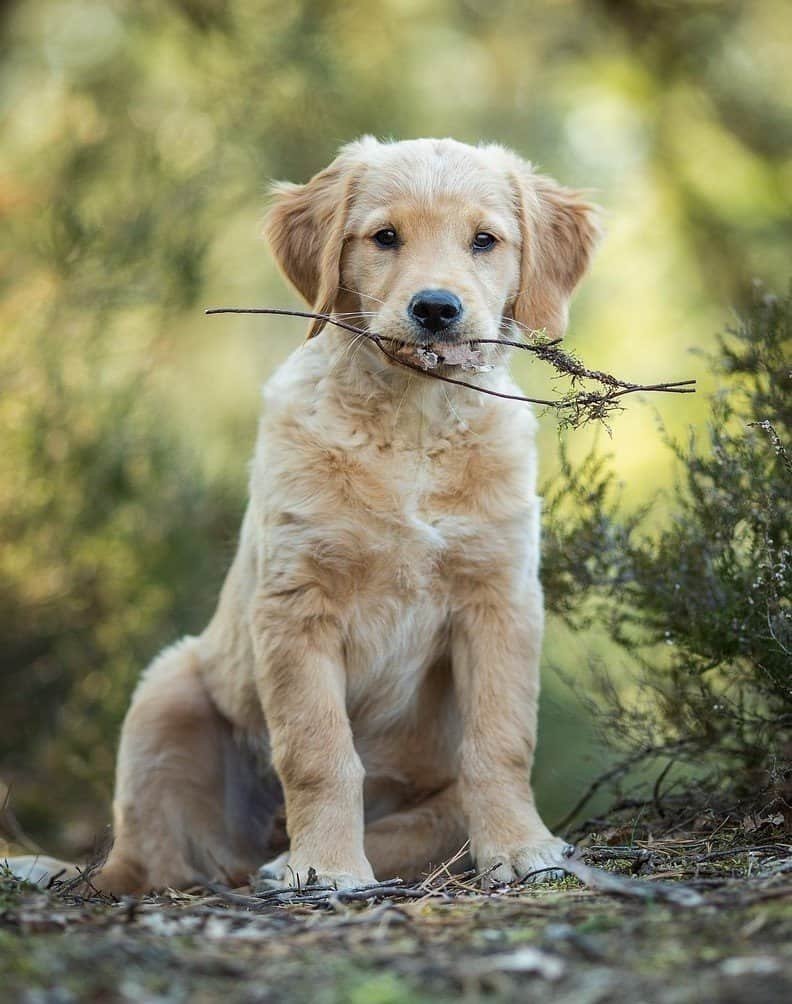 Puppy nutritional dog food