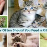 How Often Should You Feed a Kitten