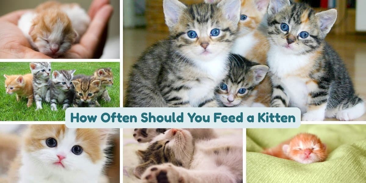 How Often Should You Feed a Kitten