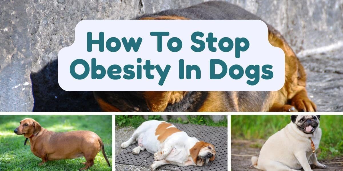 How to Prevent Obesity in Dogs