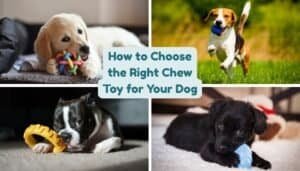 How to Choose the Best Chew Toy for Your Dog