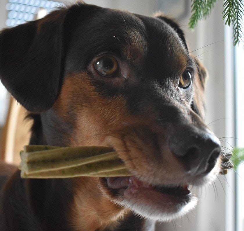 How to Choose the Best Chew Toy for Your Dog