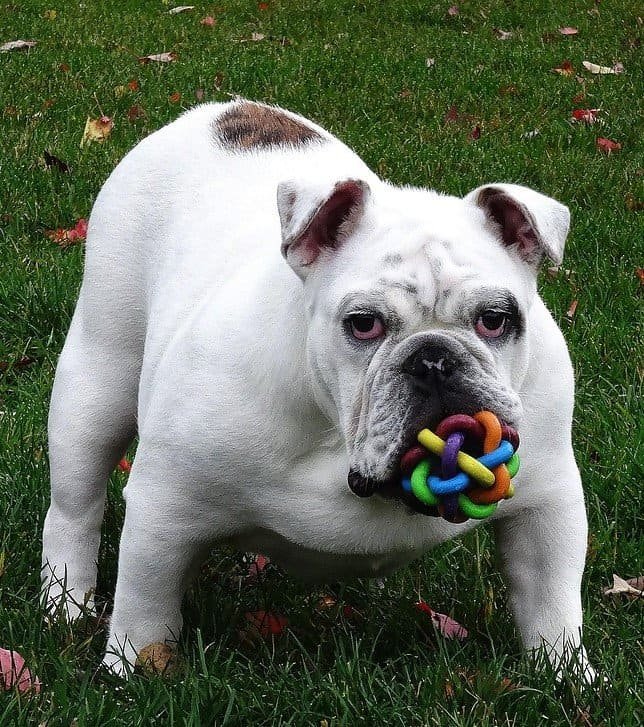 How to Choose the Best Chew Toy for Your Dog