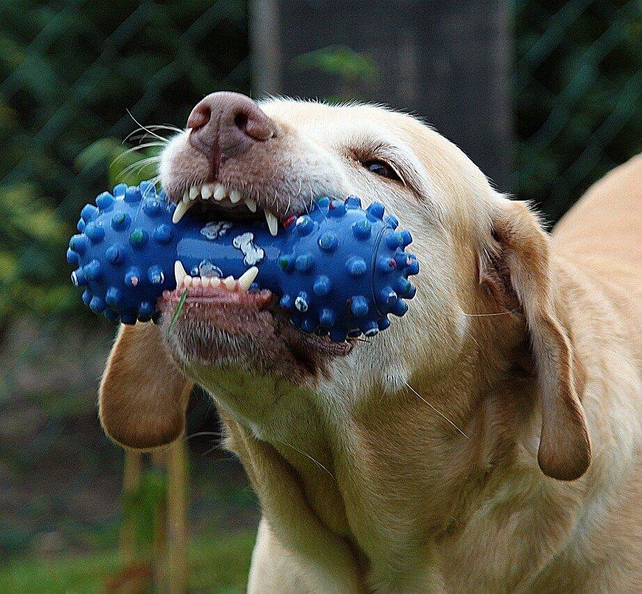 How to Choose the Best Chew Toy for Your Dog
