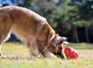 How to Choose the Best Chew Toy for Your Dog