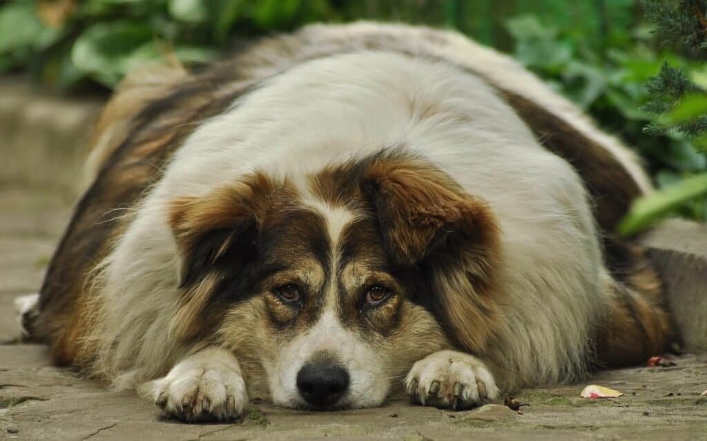 How to Prevent Obesity in Dogs