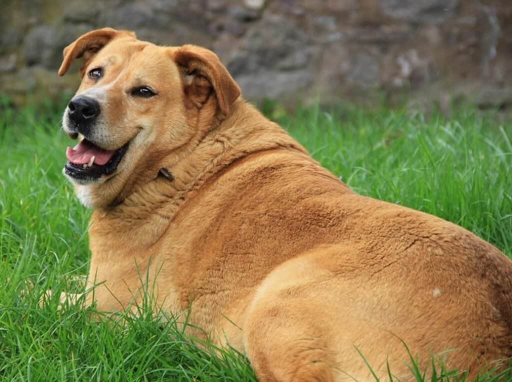 How to Prevent Obesity in Dogs