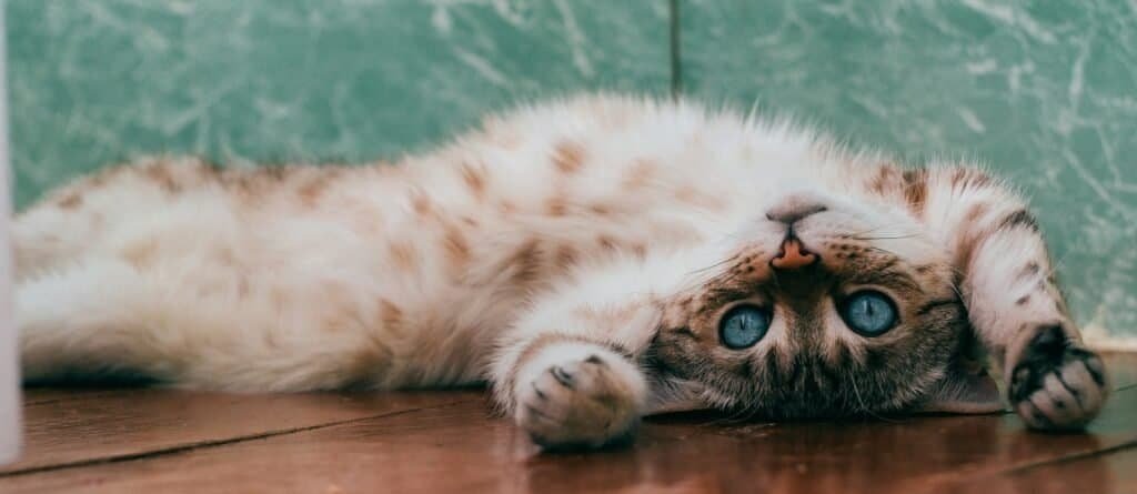 How Often Should You Feed a Kitten