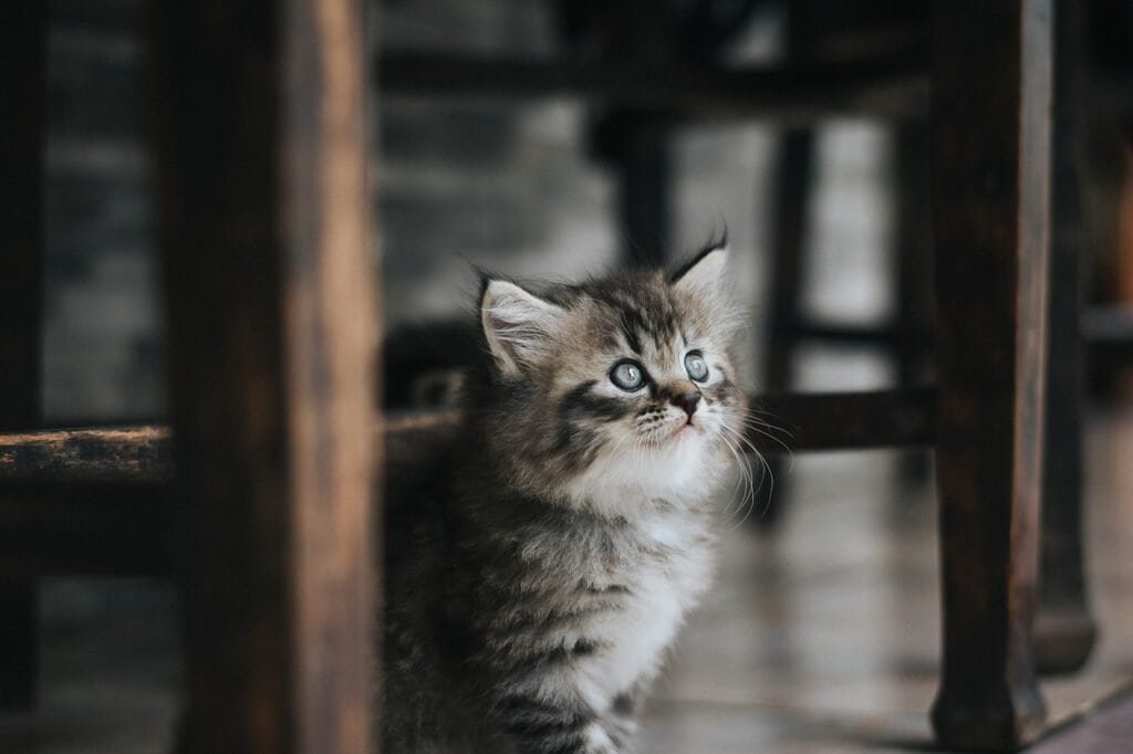 How Often Should You Feed a Kitten