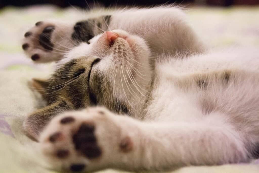 How Often Should You Feed a Kitten