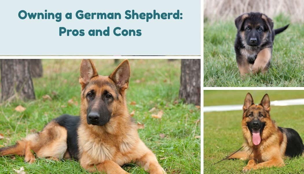 Owning a German Shepherd Pros and Cons