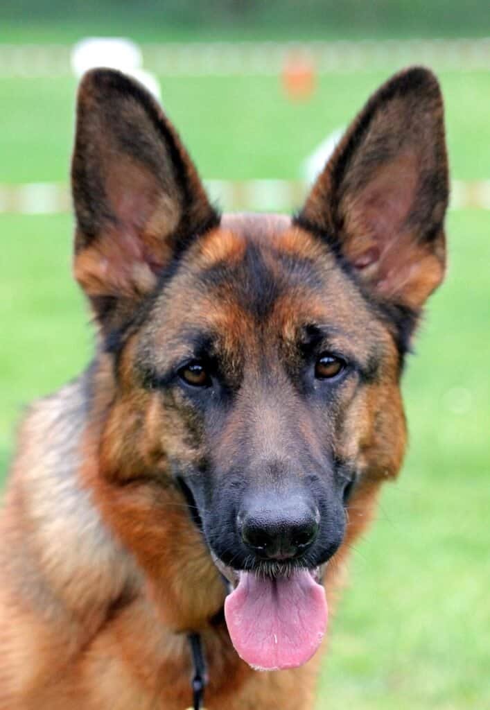 owning a german shepherd pros and cons