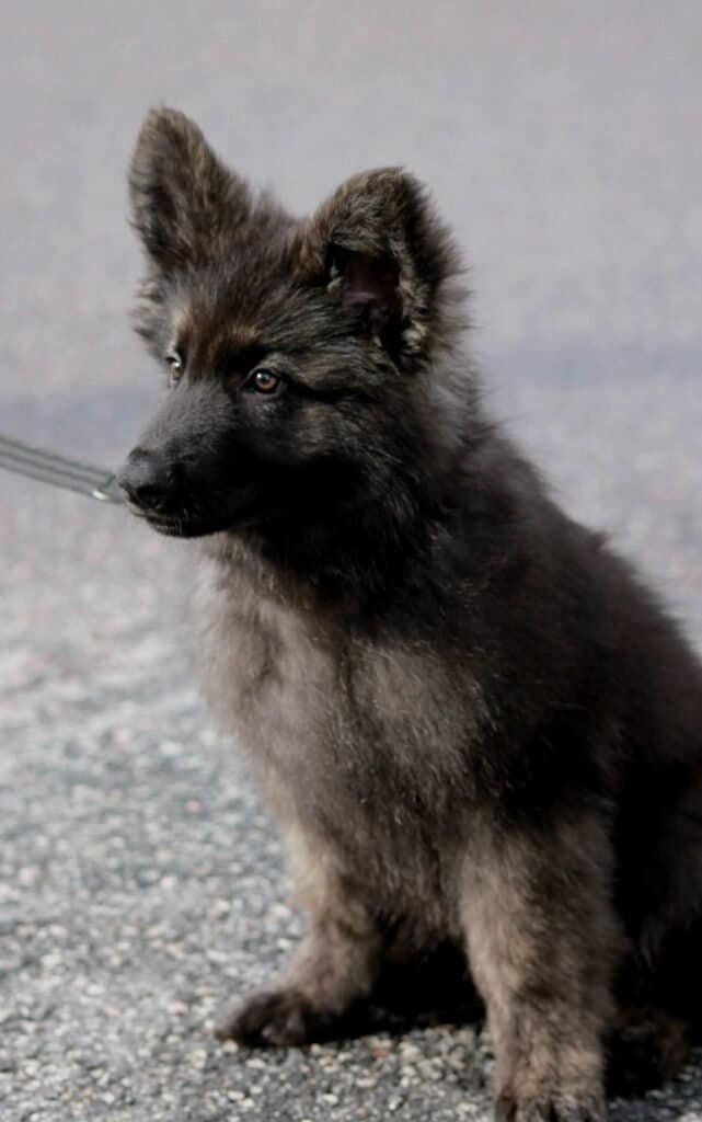 owning a german shepherd pros and cons