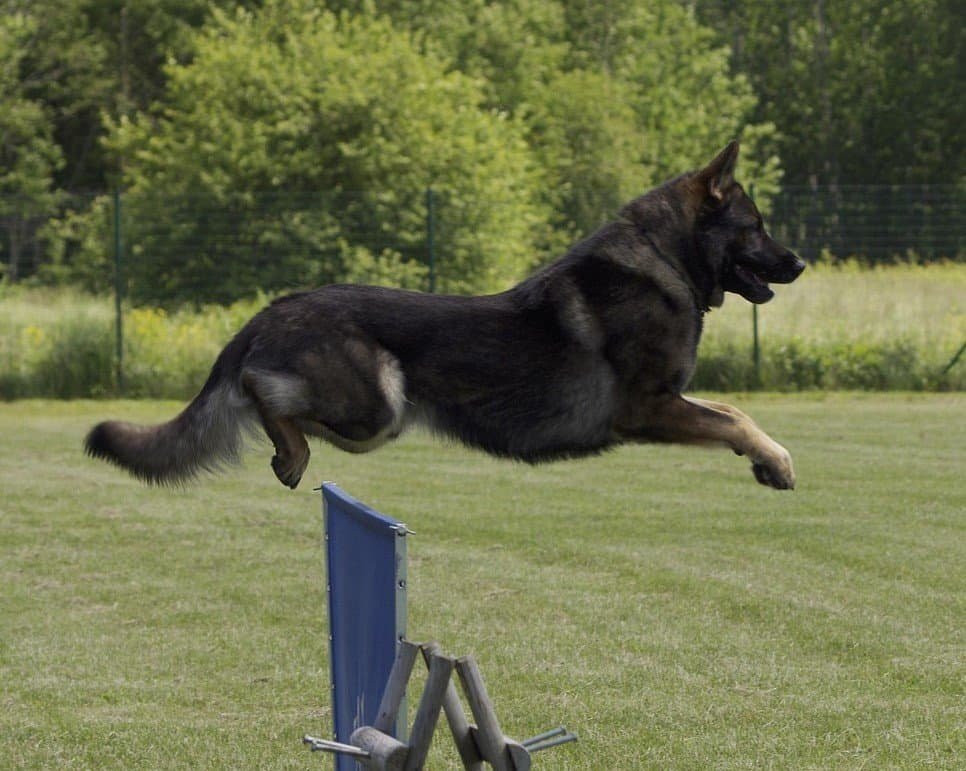 owning a german shepherd pros and cons