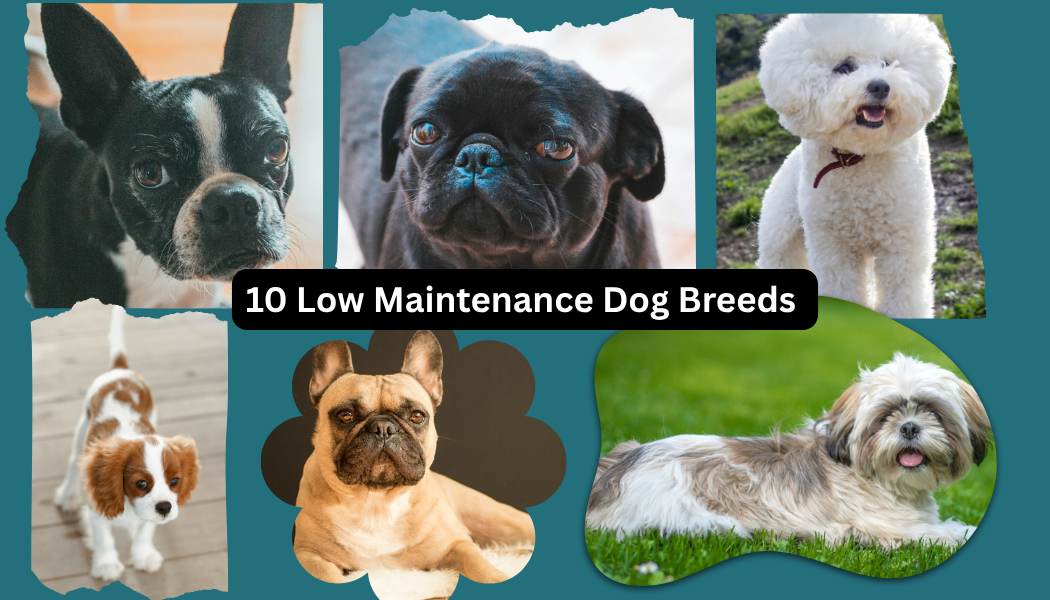10 Low Maintenance Dog Breeds
