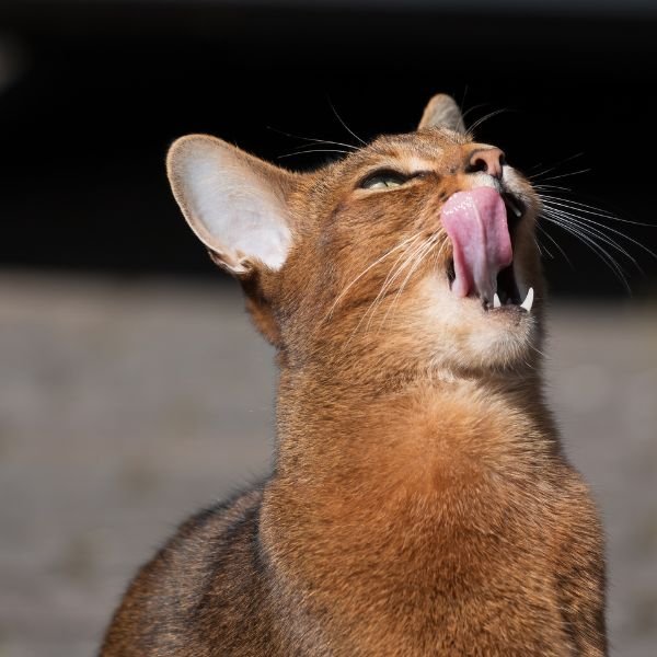 Abyssinian