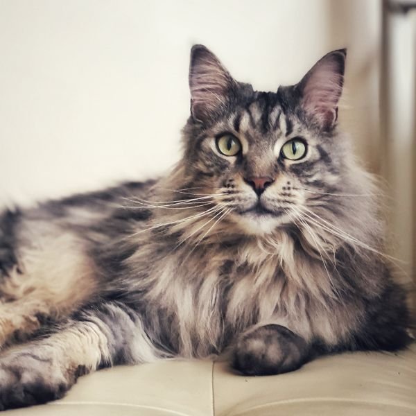 main coon cat