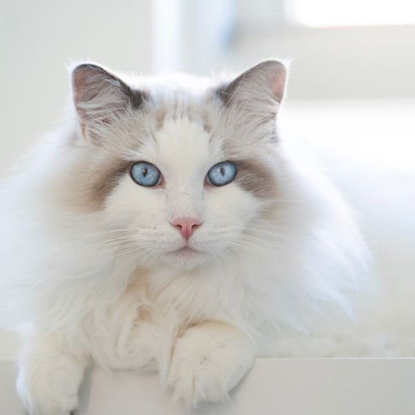 ragdoll, top 10 friendliest cat breeds