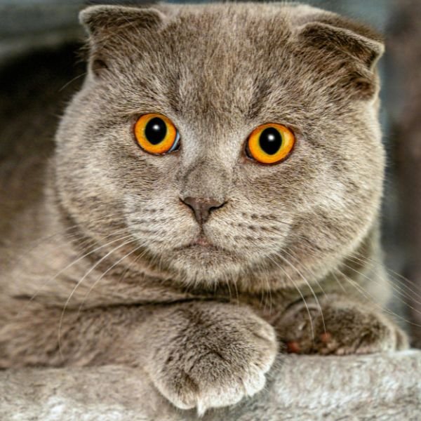 Scottish fold