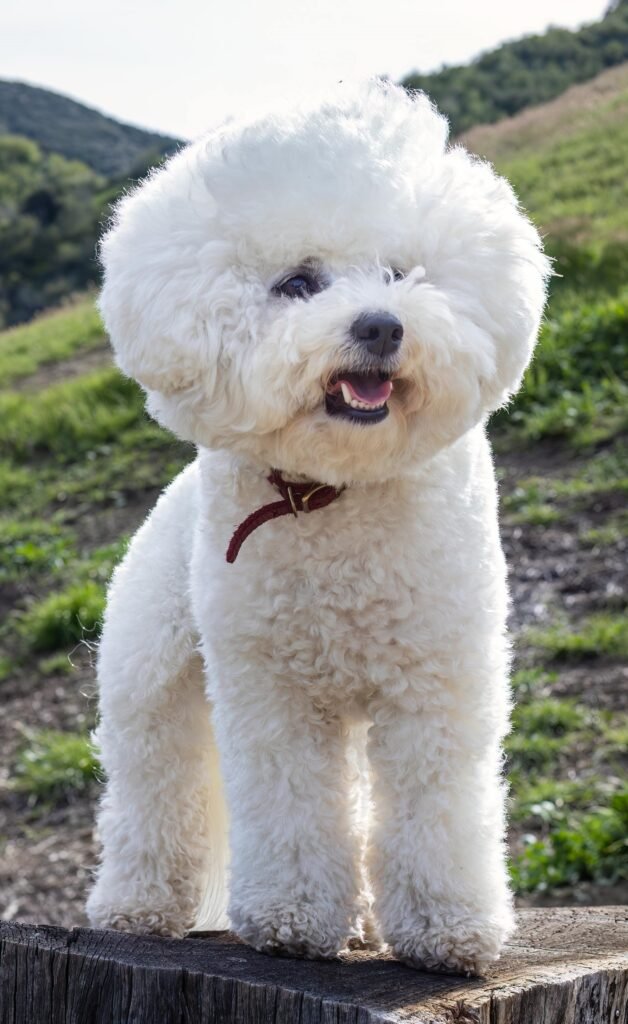 Bichon Frise