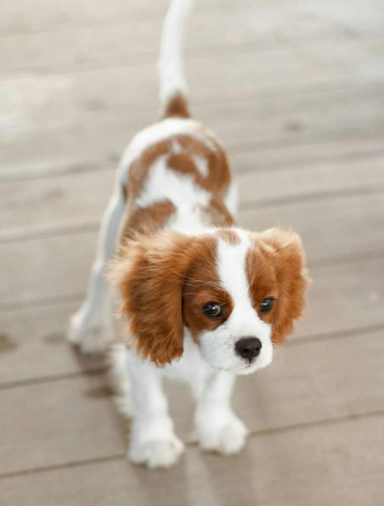 Cavalier King Charles Spaniel