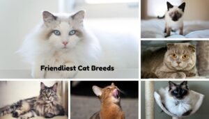 top 10 friendliest cat breeds