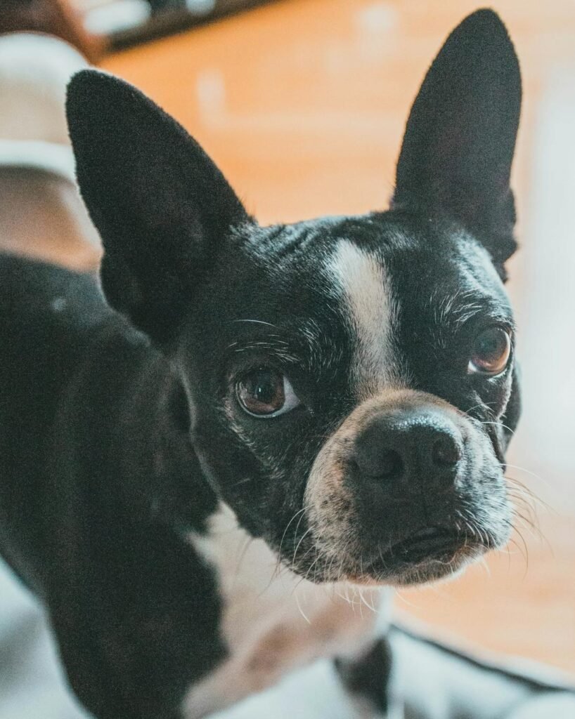 boston terrier