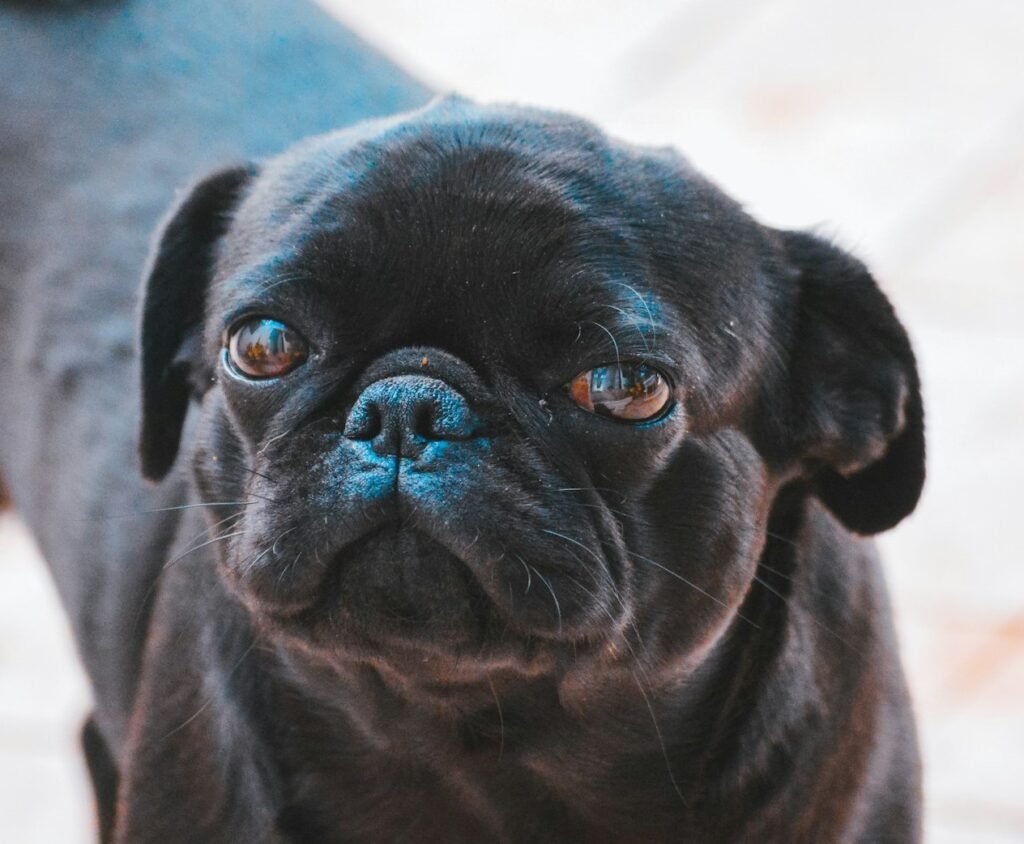 pug
