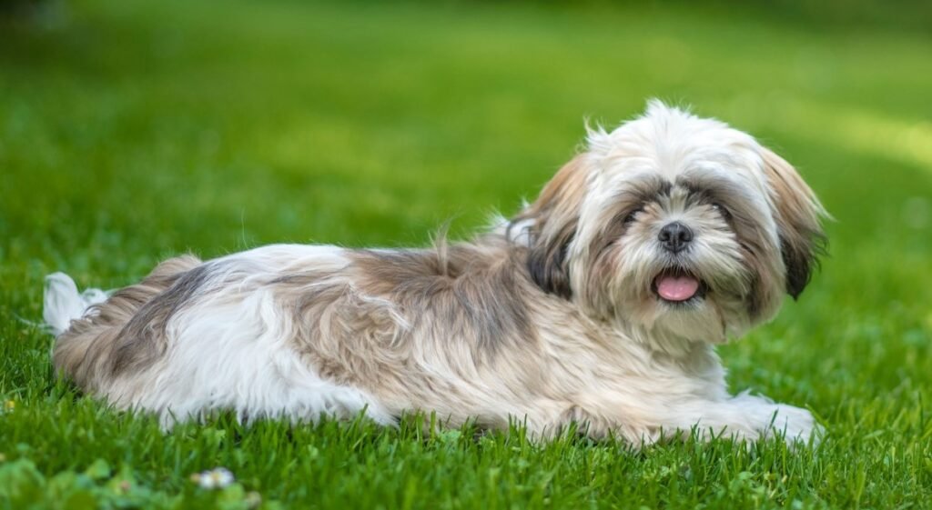 shih tzu