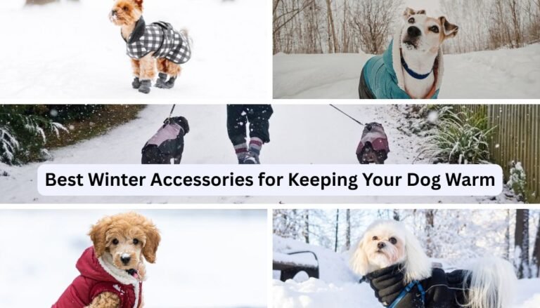 best winter accessories for keeping your dog warm
