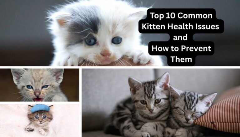Top 10 Common Kitten Health Issues