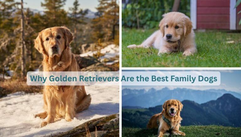 Golden retrievers are the best family dogs