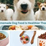 Why Homemade Dog Food Is Healthier Than Kibble