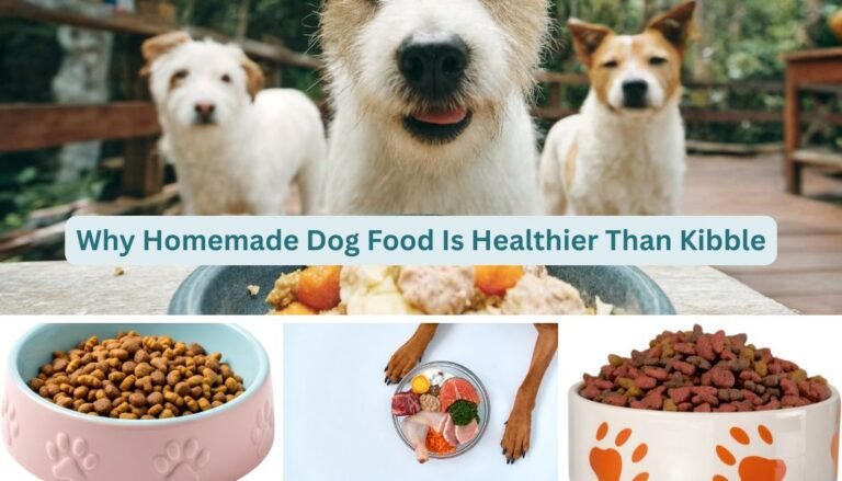Why Homemade Dog Food Is Healthier Than Kibble