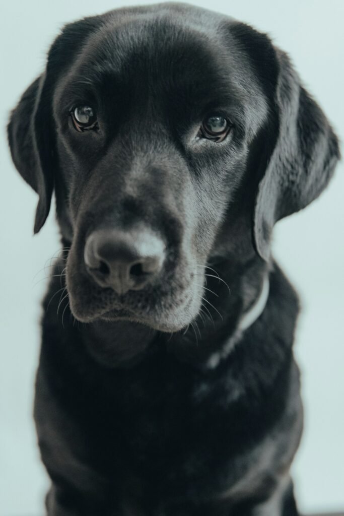 black lab